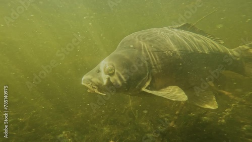 A leather carp, distinguishable by its scaleless skin, displays both sides of its body in a lake environment with plants and branches, bathed in sunlight. Check my gallery for similar footage. photo