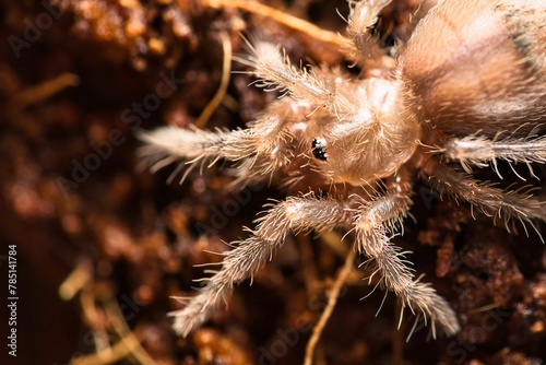 Baby tarantula in its habitat