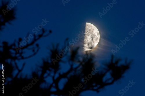 Mesmerizing misty half-moon in a blue sky with silhouettes of branches in the foreground photo