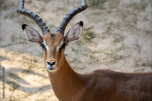 Closeup shot of the antelope © Wirestock