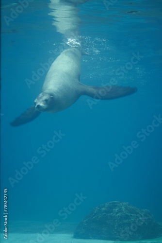 Sea lion swimming in water