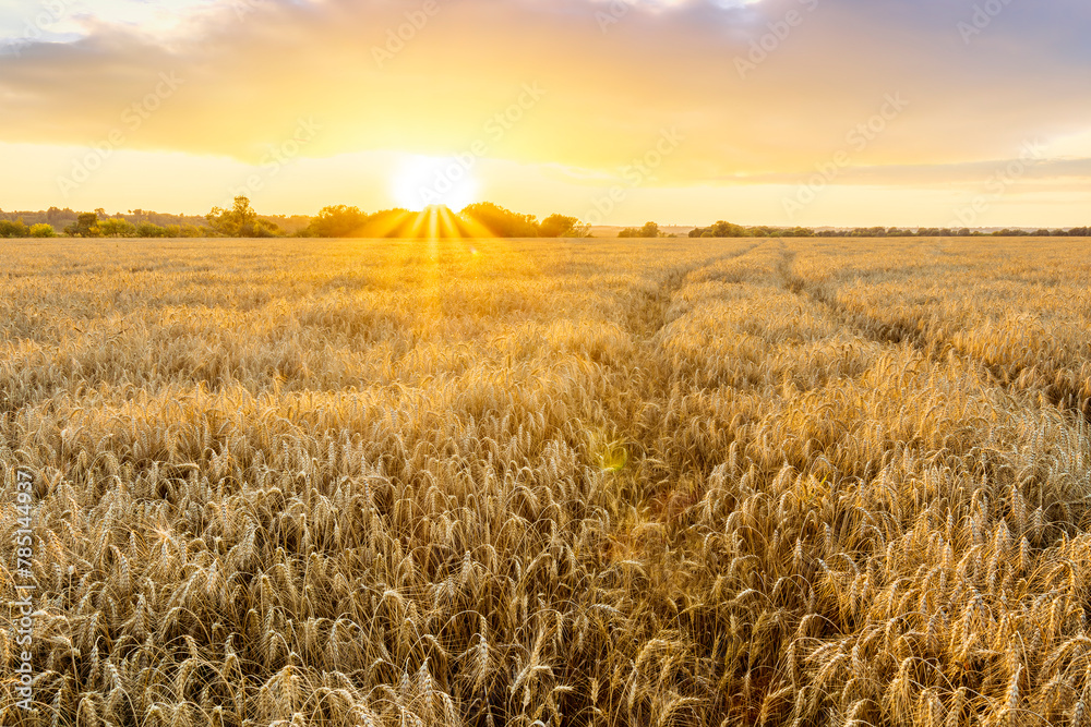 beautiful summer sunset in a wheaten shiny field with golden wheat and sun rays, deep blue cloudy sky and road, rows leading far away, valley landscape