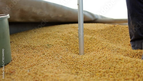Employee of factory using special device for taking grain sample and further analysis. Worker rotating probe tube to get exemplar of all layers of kernels for precise testing.