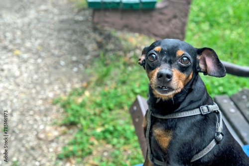 Nice obedient black Miniature Pinscher dog sitting and looking at the camera in the park
