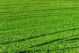 natural background of spring green field with  rows of toung salad growth. Agricultural landscape concept