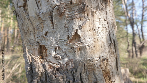 dry scraped tree bark