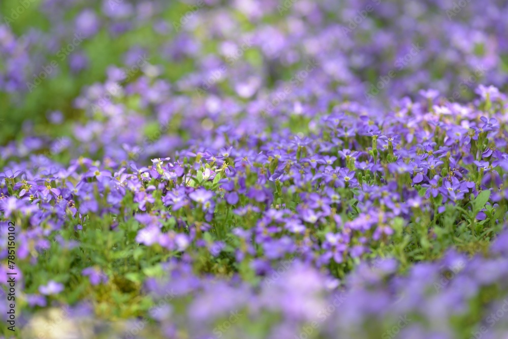 Close-up shot of forget-me-not flowers growing in a garden Close-up shot of forget-me-not flowers growing in a garden
