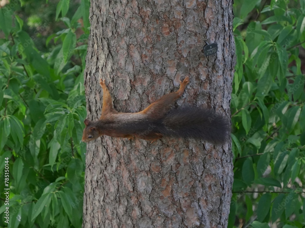 Fototapeta premium Closeup of a squirrel hanging in a trunk and green leaves behind it