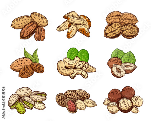 Vector various nuts colorful illustrations, nut kernels and shells