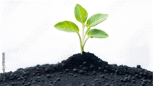 young plant growing in black soil isolated on a white background