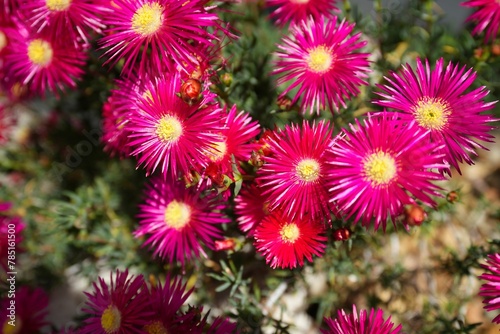 Top view of beautiful pink lampranthus flowers in the garden