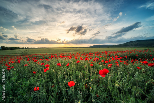 Picturesque poppy field and sky with beautiful clouds at sunset