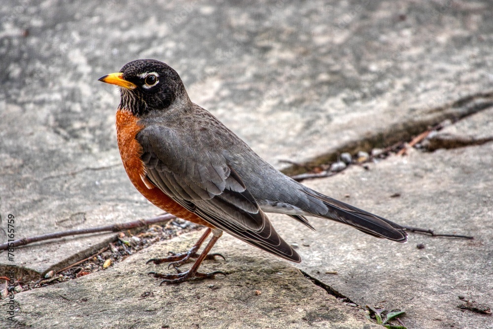 American robin bird standing on the ground American robin bird standing on the ground