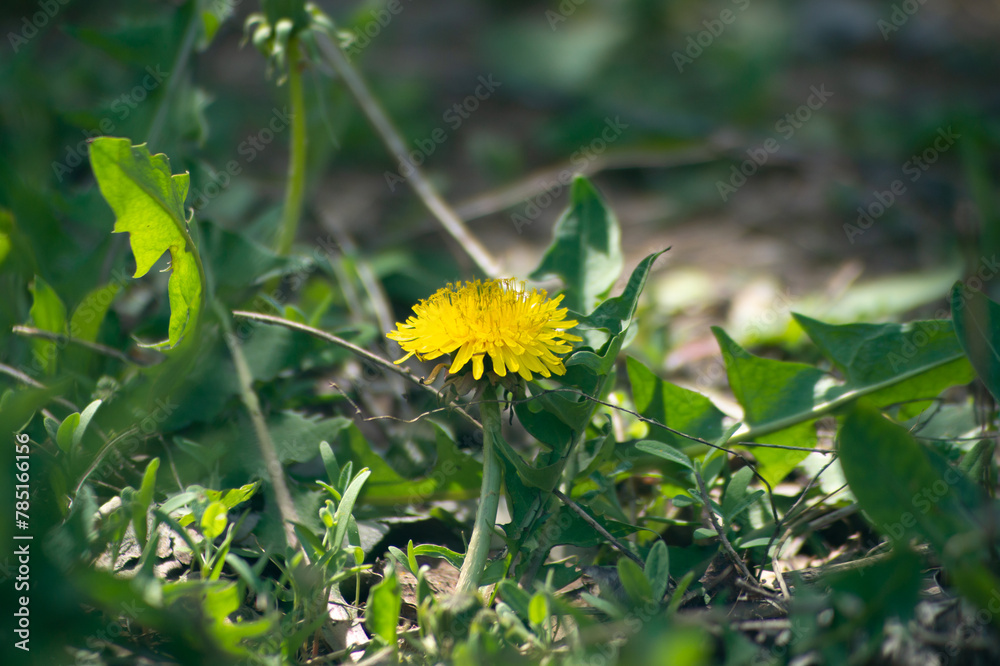Yellow dandelion close up among the grass Yellow dandelion close up among the grass