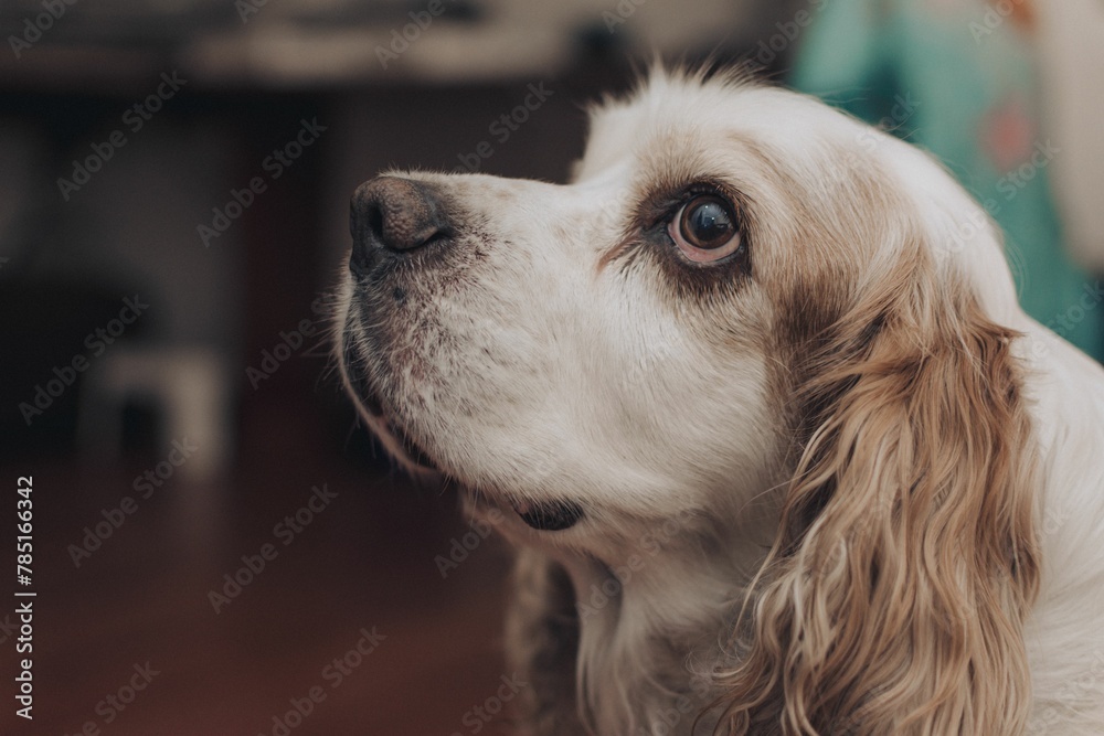 Close-up shot of an American Cocker Spaniel Close-up shot of an American Cocker Spaniel