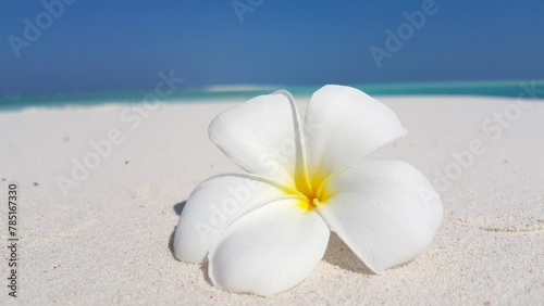 Closeup shot of white flower on sandy beach in background of sea