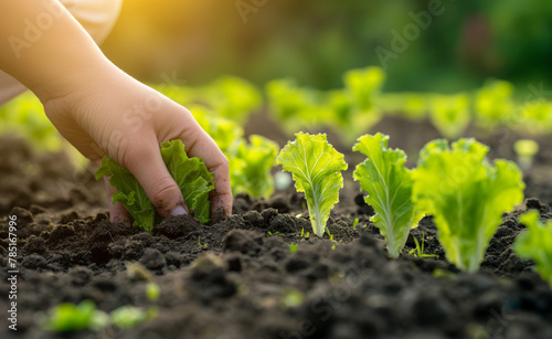 Farmer's Hand Planting Young Lettuce Seedlings in Vegetable