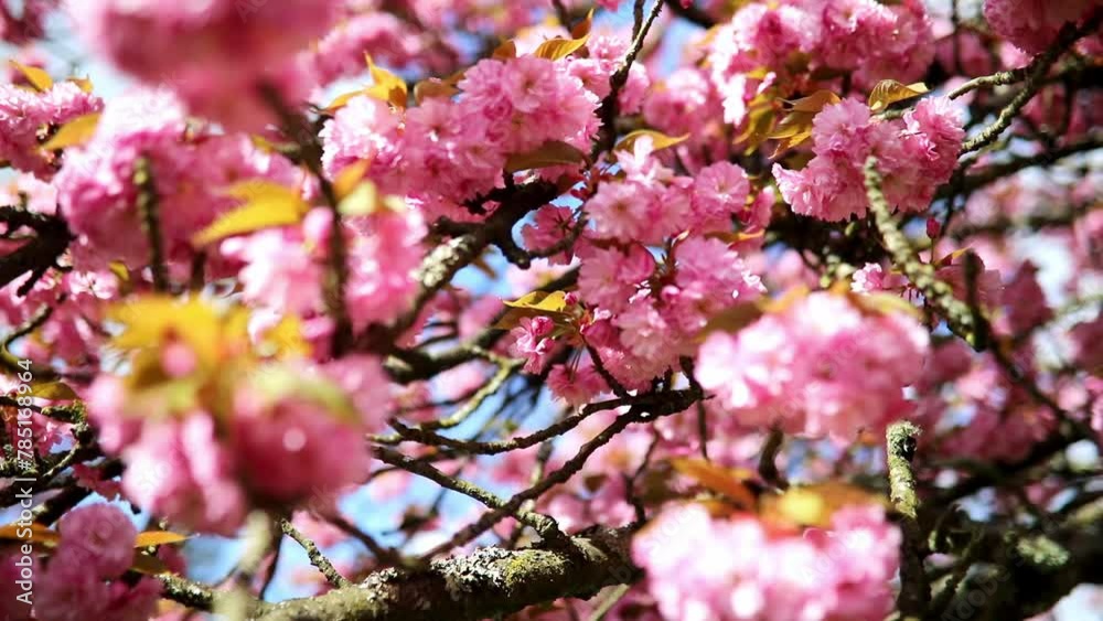 Branch of cherry blossom tree with beautiful pink flowers on a sunny spring day in Parc de Sceaux near Paris, France. Branch of cherry blossom tree with beautiful pink flowers on a sunny spring day in Parc de Sceaux near Paris, France.