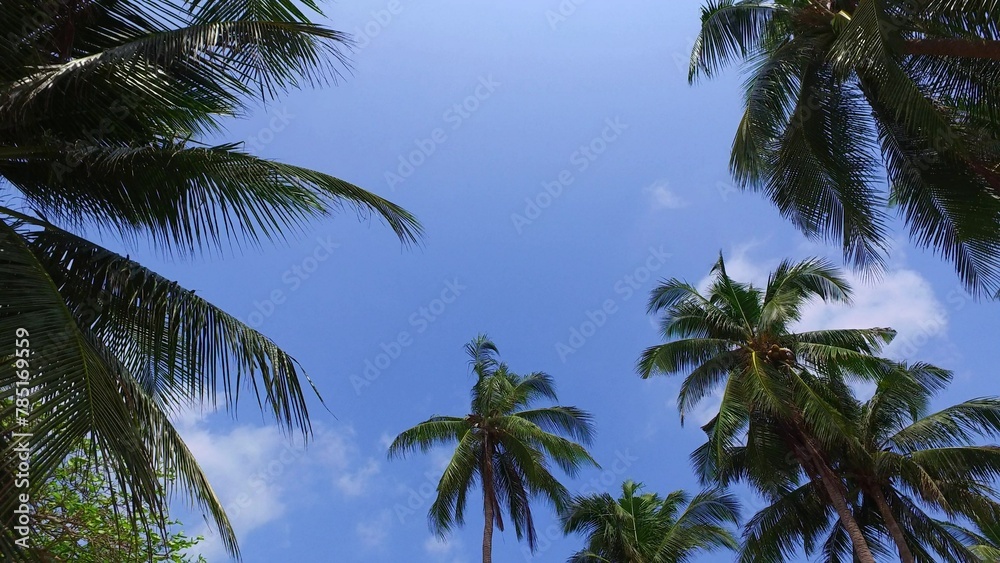 Low angle shot of the tropical palm trees against the blue sky in the Maldives Low angle shot of the tropical palm trees against the blue sky in the Maldives