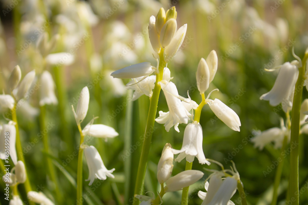 white beautiful flowers of hyacinthoides grow on the field they are similar to bells and lilies of the valley in the spring white beautiful flowers of hyacinthoides grow on the field they are similar to bells and lilies of the valley in the spring