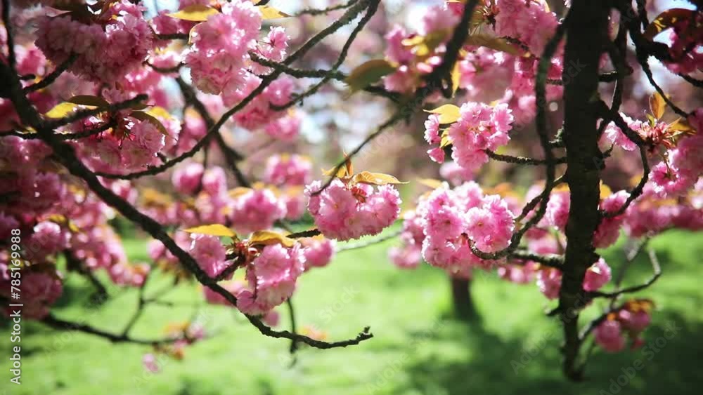 Branch of cherry blossom tree with beautiful pink flowers on a sunny spring day in Parc de Sceaux near Paris, France. Branch of cherry blossom tree with beautiful pink flowers on a sunny spring day in Parc de Sceaux near Paris, France.