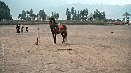 A dark brown horse with a red saddle stands in the middle of the desert, tied on a rope