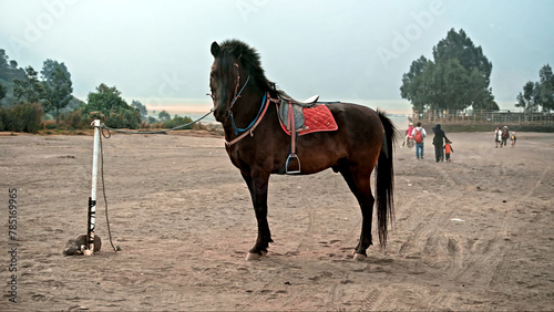 A dark brown horse with a red saddle stands in the middle of the desert, tied on a rope