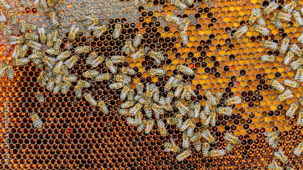 Bees on a wax comb