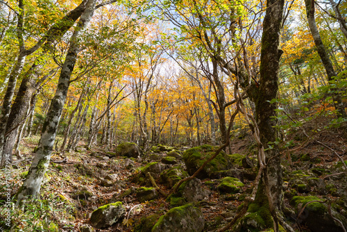 紅葉する森を散策する 大台ケ原