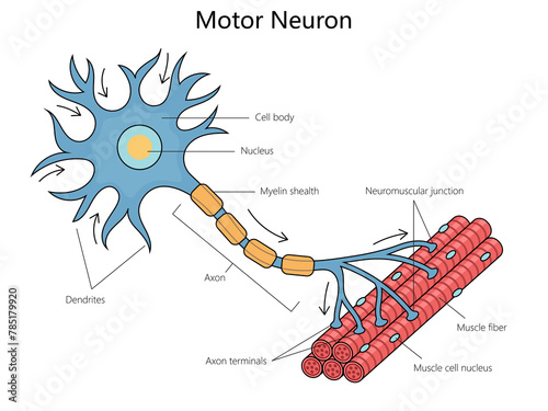 Human anatomy of a motor neuron, including its parts like the axon and dendrites structure diagram hand drawn schematic raster illustration. Medical science educational illustration © Oleksandr Pokusai