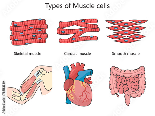 Behang Human types of muscle cells skeletal, cardiac, and smooth muscles with examples of each muscle's location in the body structure diagram raster illustration