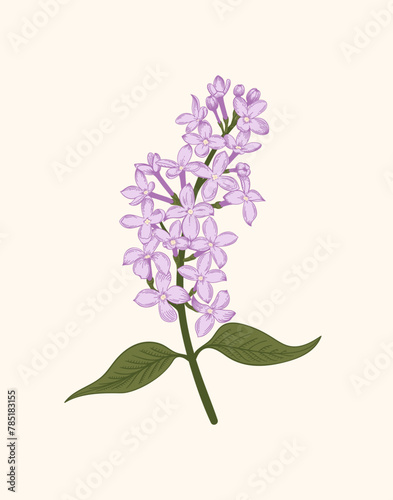 Lilac. A sprig of lilac on a white background. Vector  vintage illustration. Linear art style.