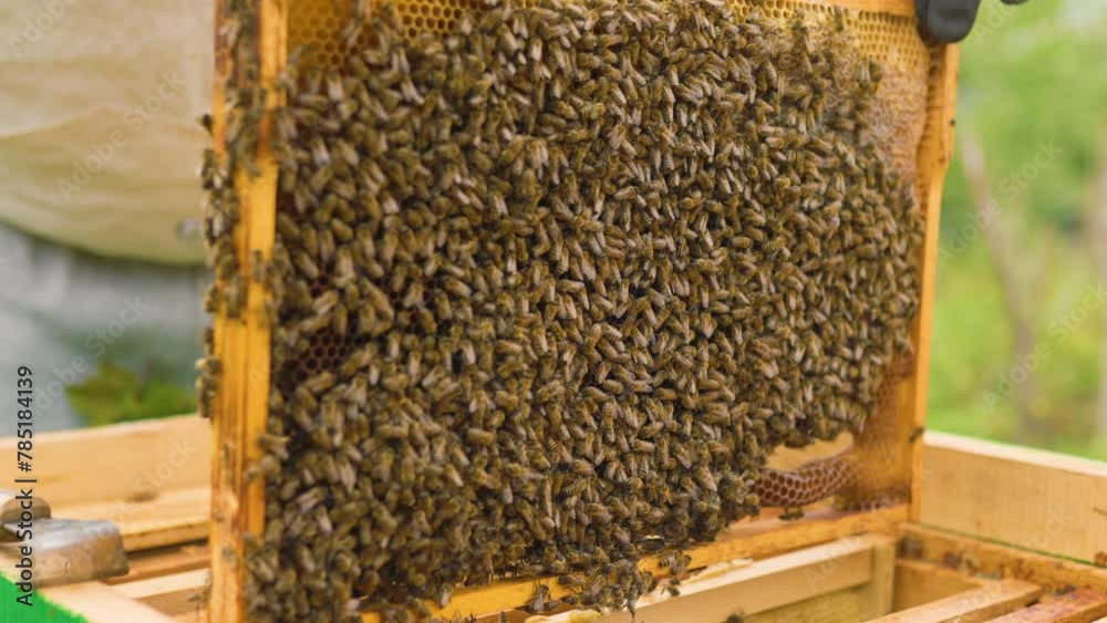 honey frame against the background of green bushes. honey frame against the background of green bushes.