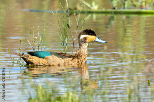 Blue-billed Teal (Gevlekte Eend) (Anas hottentota) in Marievale Wetland Bird Sanctuary, Springs, Gauteng, South Africa