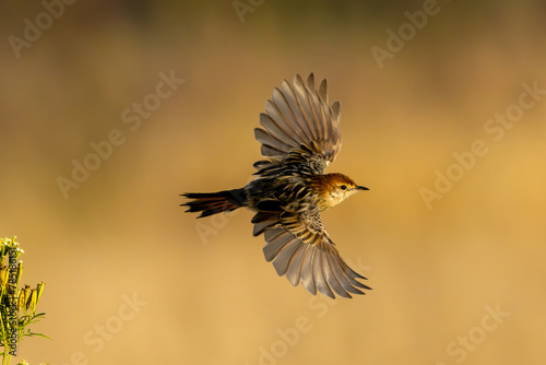 Levaillant’s Cisticola (Cisticola tinniens) (Vleitinktinkie) in flight in Marievale Bird Sanctuary in the golden colours of sunrise in Marievale Bird Sanctuary, Springs, Gauteng, South Africa © Boshoff