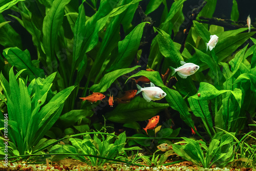 Hyphessobrycon minor.A green beautiful planted tropical freshwater aquarium with fishes.tetra serpae (Hyphessobrycon eques) in a fish tank photo