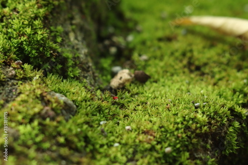 green moss on wood © nawaitesa