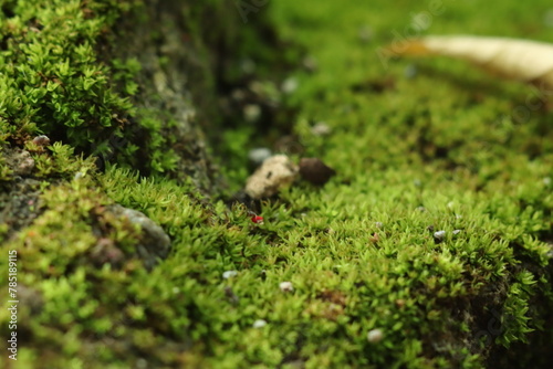 green moss on wood