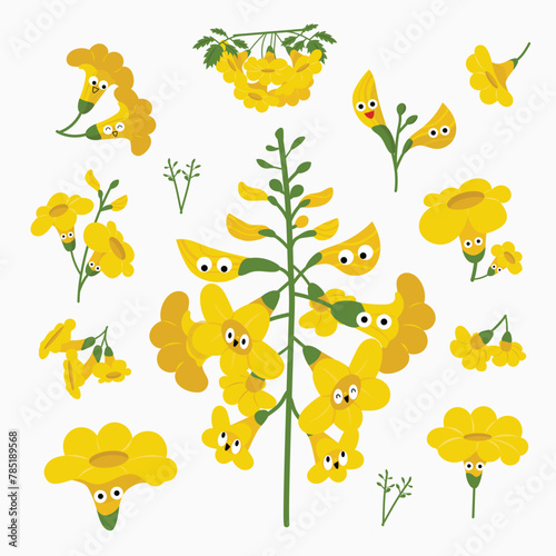 Yellow elder flowers summer