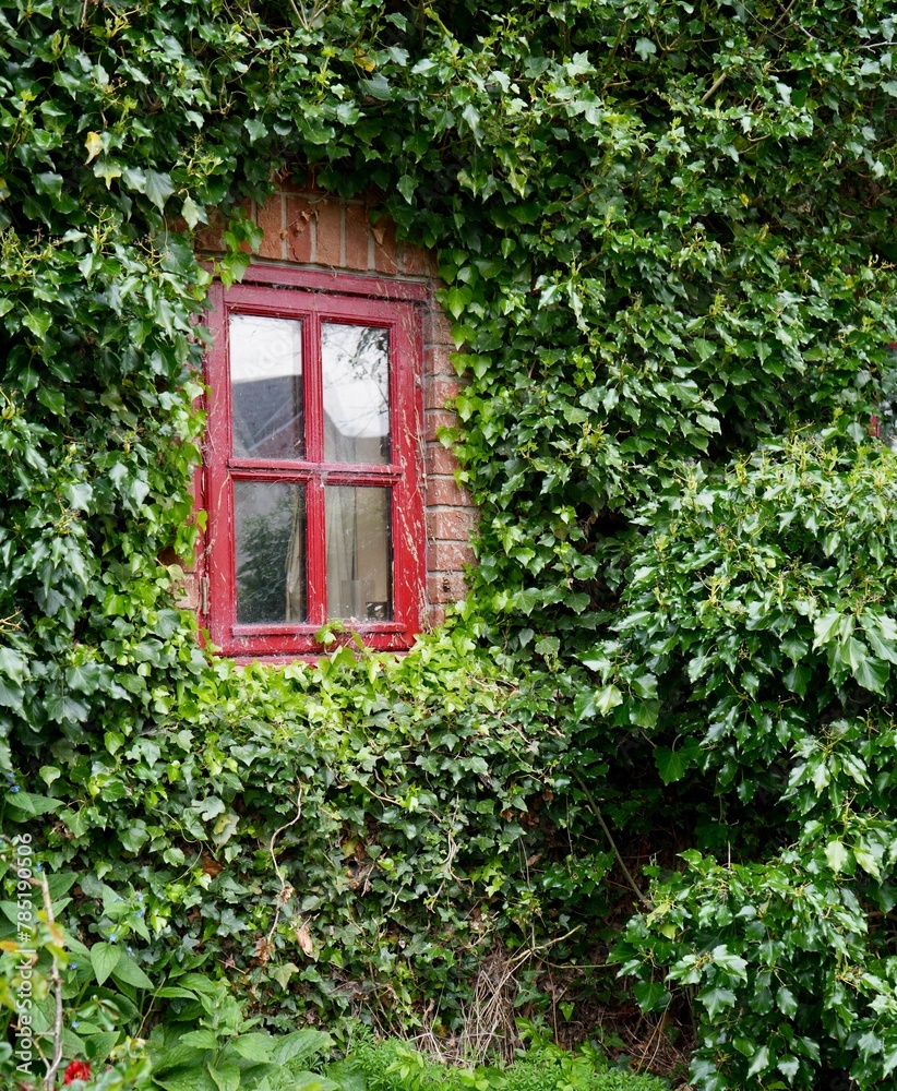 Red painted wooden window in a wall surrounded by ivy.