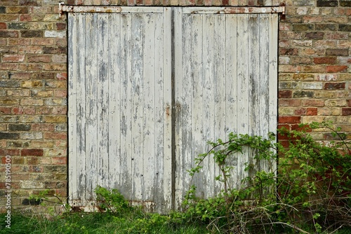 Weathered wooden door on a brick wall with brambles growing by the side. England, UK.