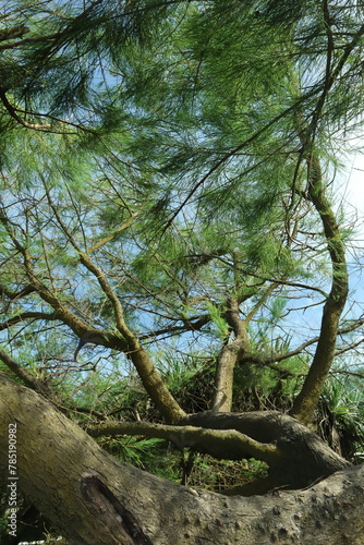 Shrimp Spruce, Australian pine tree or shrimp spruce leaf (Casuarina equisetifolia), Cemara udang photo