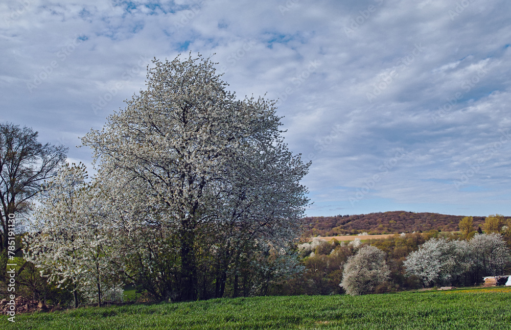 Natur April, Blütenbäume Felder Himmel Rotenberg Natur April, Blütenbäume Felder Himmel Rotenberg