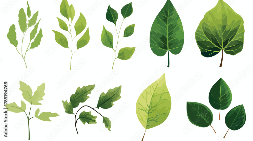 Of six different green tree leaves isolated on white