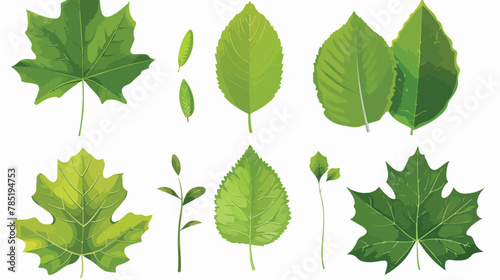 Of six different green tree leaves isolated on white