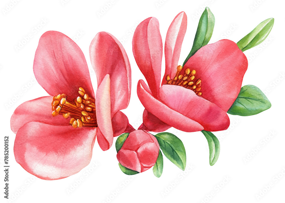 Naklejka premium Beautiful bloom sakura, botanical flowers. Hand drawn Watercolor floral illustration, blooming branch quince flower