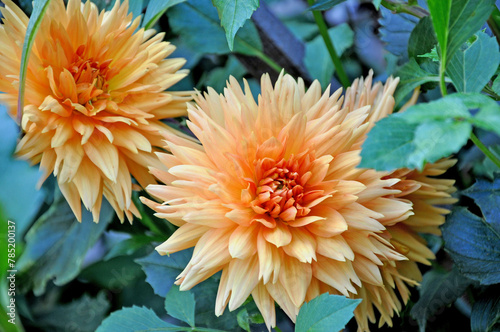 Dahlia is a Beautiful  genus of bushy, tuberous, herbaceous perennial plants