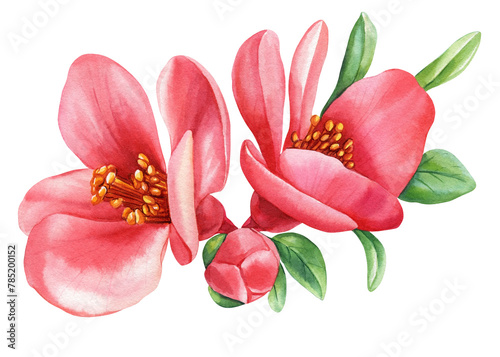 Beautiful bloom sakura, botanical flowers. Hand drawn Watercolor floral illustration, blooming branch quince flower © Hanna