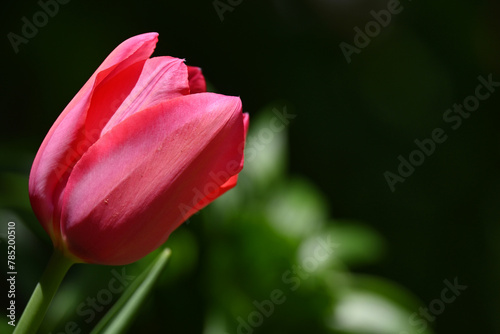Red tulip on bokeh background and free space