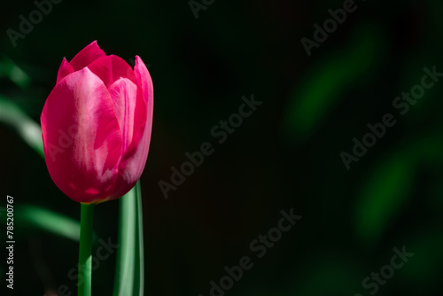 Beautiful pink tulip against a black background